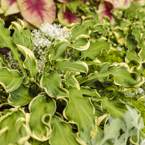 whee_hosta_05.jpg