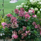 little_quick_fire_hydrangea-3546.jpg