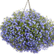 lobelia_laguna_compact_blue_with_eye_basket.jpg