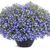 lobelia_laguna_royale_blue_pearl_mono.jpg