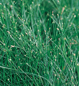 Graceful Grasses® Fiber Optic Grass - Isolepis (Scirpus) cernua