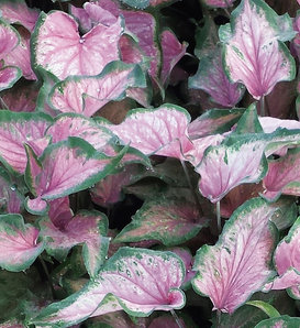 Heart to Heart® Va Va Violet™ - Shade Caladium - Caladium hortulanum